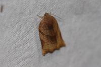 Archips podana