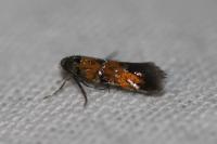 Chrysoesthia drurella