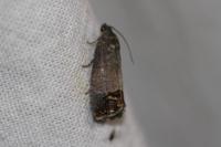 Cydia pomonella