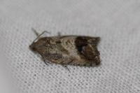 Cydia splendana