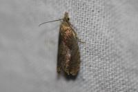 Dichrorampha
