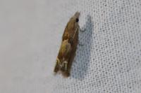 Eucosma conterminana