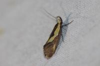 Harpella forficella