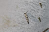 Yponomeuta plumbella