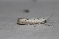 Yponomeuta rorrella