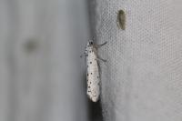 Yponomeuta