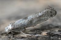 Paraswammerdamia albicapitella