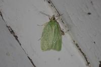 Tortrix viridana