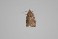 Archips xylosteana
