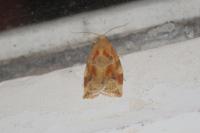 Archips xylosteana