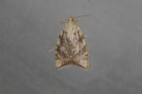 Aleimma loeflingiana