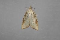 Aleimma loeflingiana