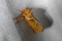 Triodia sylvina
