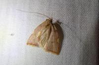 Carcina quercana