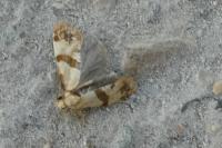 Phalonidia contractana