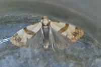 Phalonidia contractana