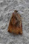 Archips podana