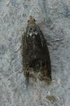 Cydia splendana