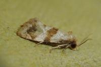 Phalonidia contractana