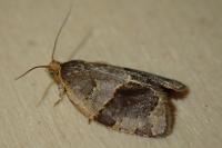 Clepsis dumicolana