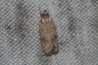 Exaeretia lutosella