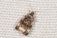 Endothenia