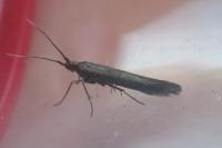 Coleophora