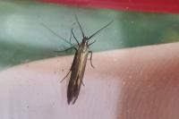 Coleophora