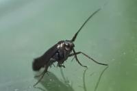 Coleophora