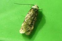 Endrosis sarcitrella