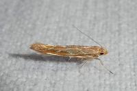 Pyroderces argyrogrammos