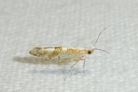 Argyresthia pruniella