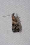 Tebenna micalis