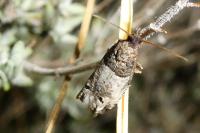 Notocelia incarnatana/mediterranea