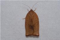 Cacoecimorpha pronubana