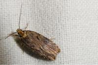 Agonopterix liturosa