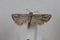 Lobesia helichrysana