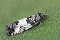 Spilonota ocellana