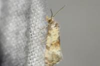 Neocochylis molliculana