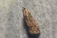 Cydia splendana