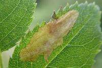 Coptotriche angusticollella