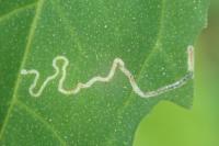 Chrysoesthia drurella