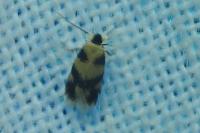Etainia decentella
