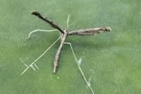 Agdistis adactyla
