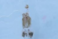 Agdistis adactyla