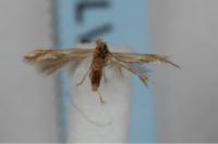 Bucculatrix maritima