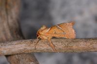 Triodia sylvina