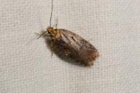 Agonopterix liturosa