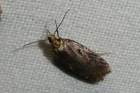 Agonopterix liturosa