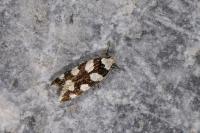 Pseudotelphusa tessella